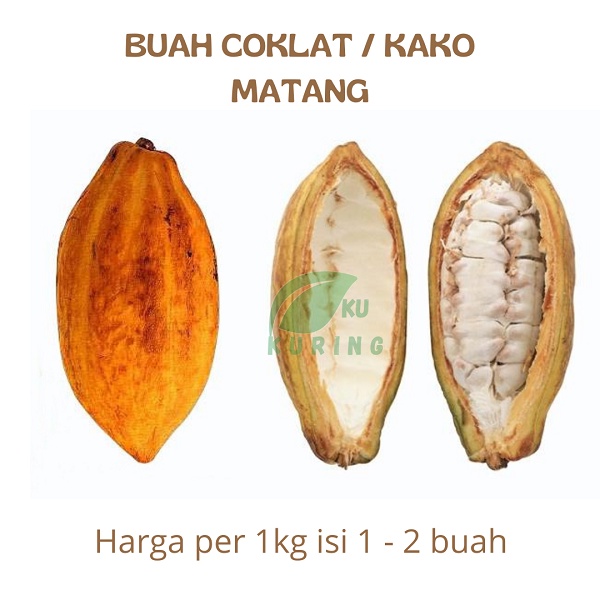 

Buah Coklat Matang Kako Kakao Segar Petik Kirim