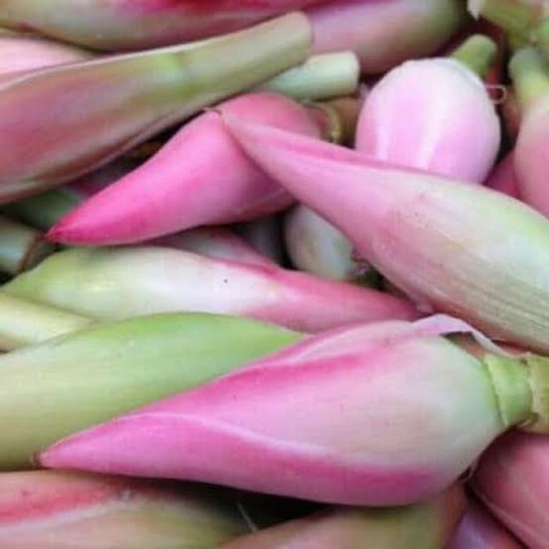 

Bunga Kecombrang