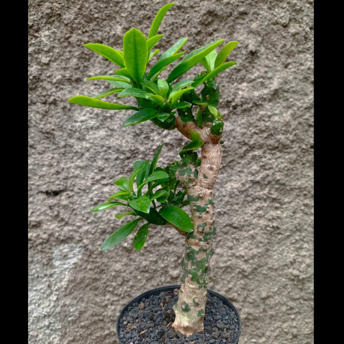 euphorbia neriifolia kaktus sukulen tanaman hias