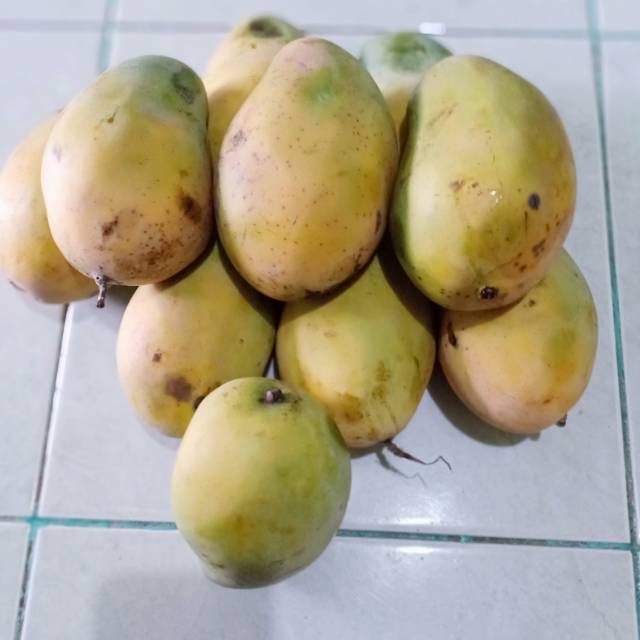 

Mangga Alpukat Harumanid