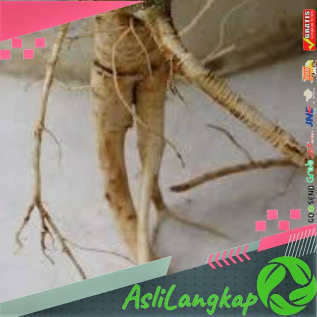 

Akar pohon pepaya segar 500gram