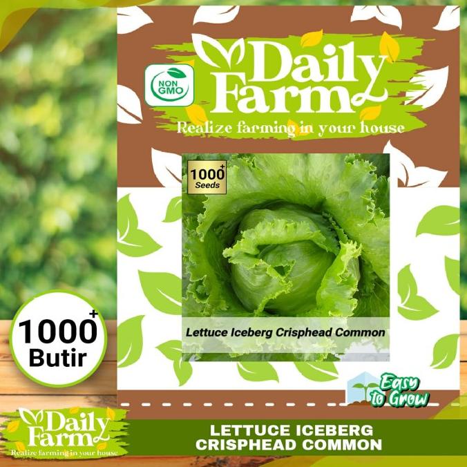 Benih Sayur Selada Lettuce Iceberg Marry - Daily Farm