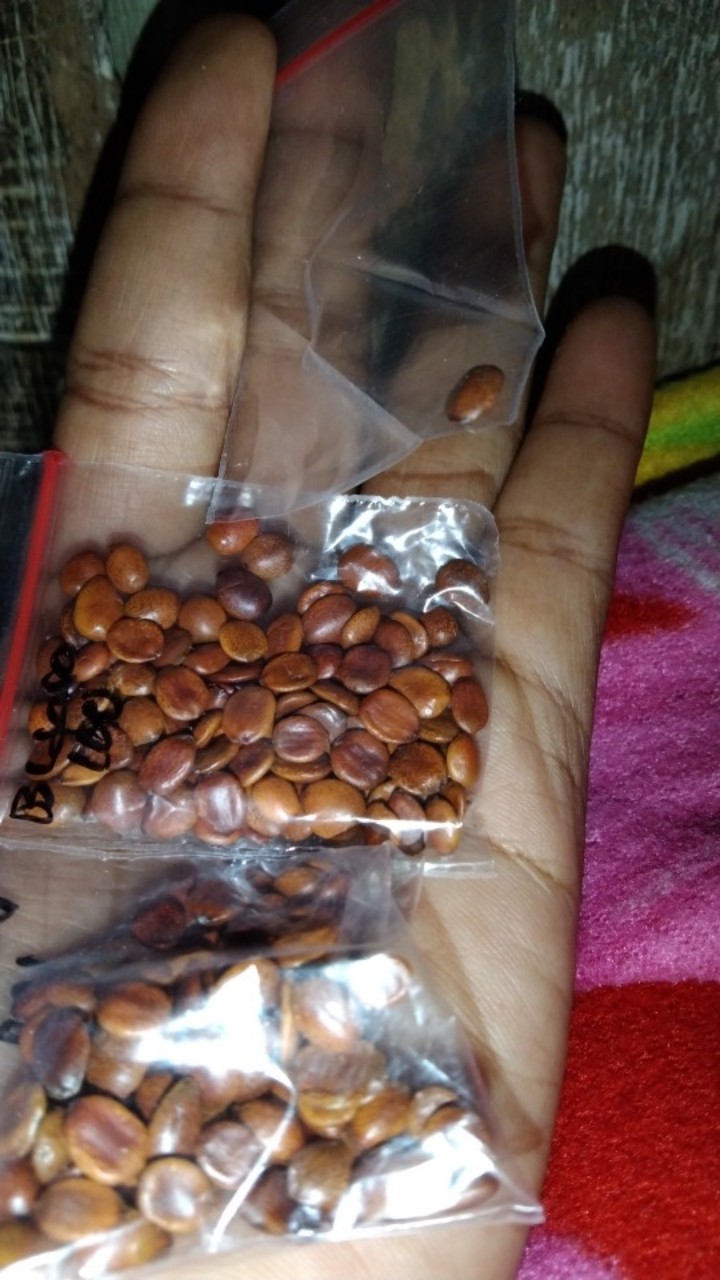 Biji Benih Bidara Arab Sudah Kupasan Siap Semai Isi  1 Biji