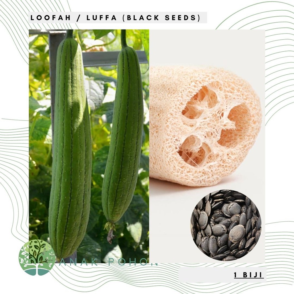 Benih Bibit Biji - Luffa / Loofah / Labu Blustru (Biji Hitam) Seeds