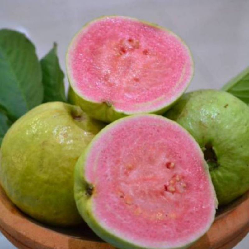 10 Biji/Bibit/Benih Jambu Kristal Merah