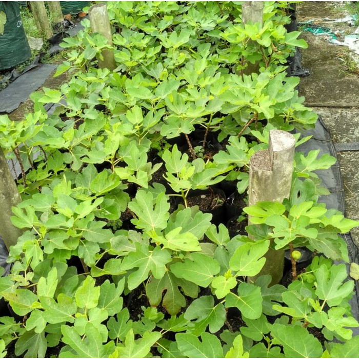 Bibit Pohon Buah Tin Black Genoa