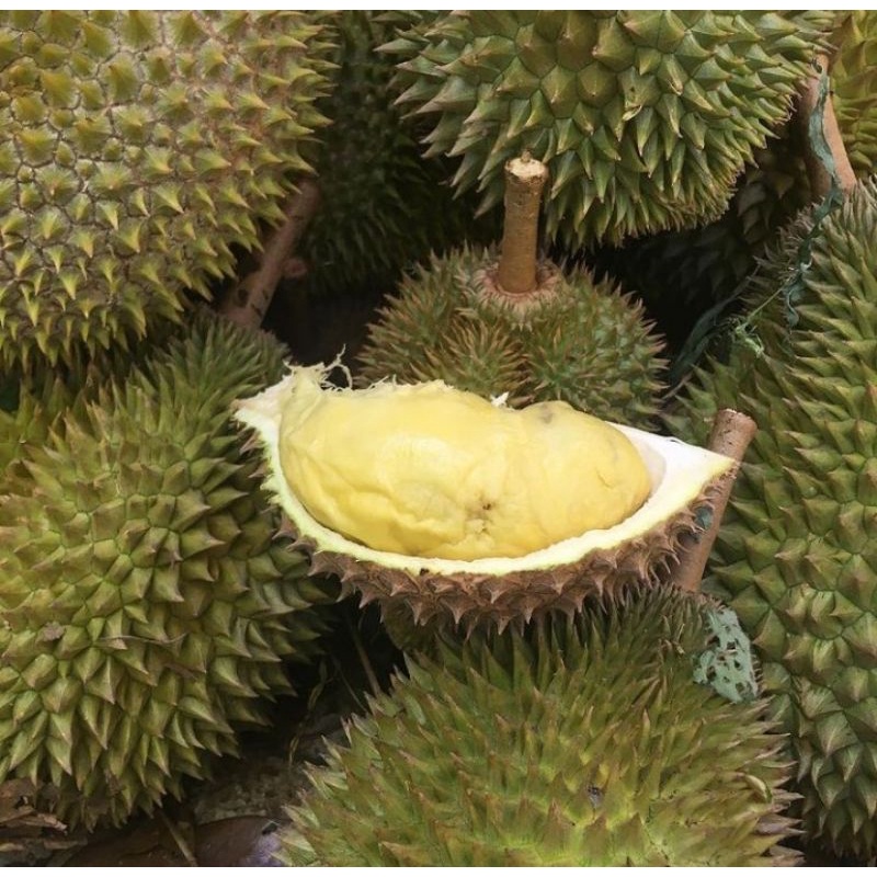 

BUAH DURIAN UTUH DENGAN KULIT