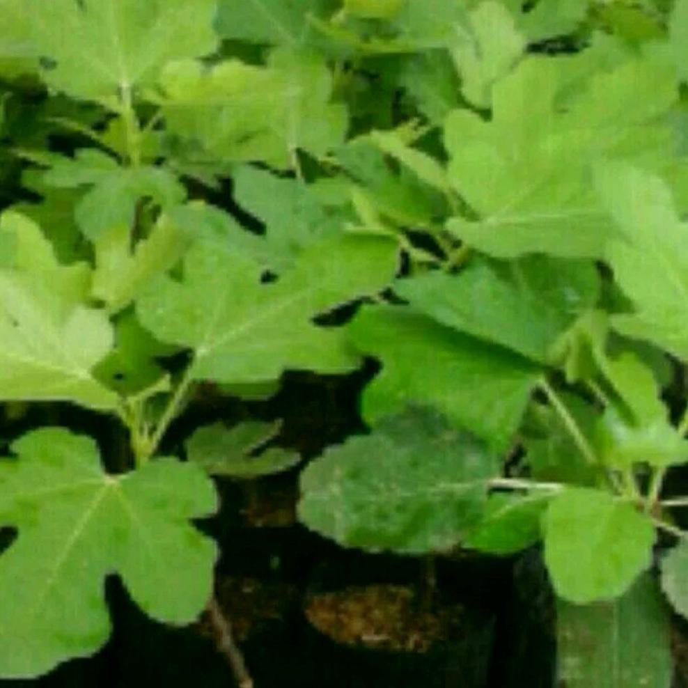 Asli Bibit Buah Tin Red Israel - Ri Figs - Bibit Tin - Tin - Buah Tin - Bibit Tanaman Tin - Bibit