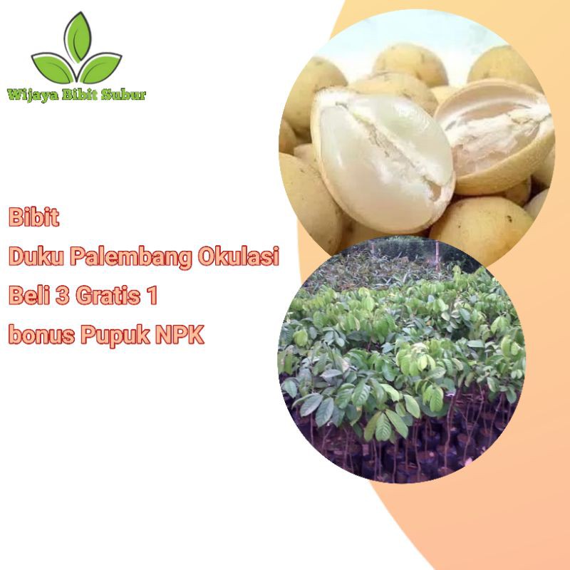 Bibit Tanaman Buah Duku Palembang-Bibit Duku-Bibit Okulasi-Bibit Duku Cepat Berbuah