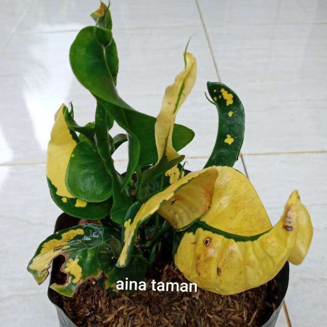 POHON PURING APEL KUNING-tanaman puring apel