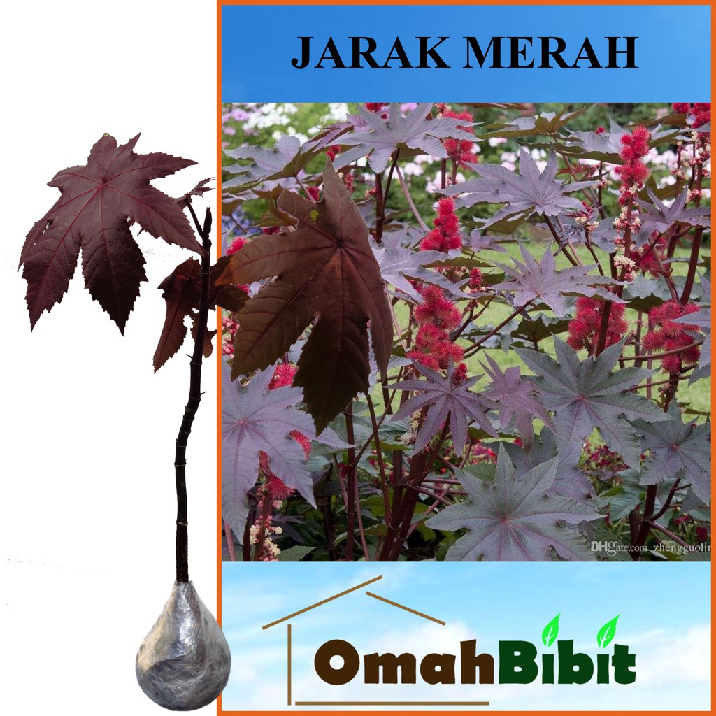 Tanaman Jarak Merah / Frambos Merah