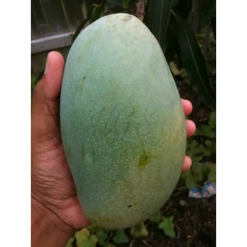 Bibit Tanaman Buah Mangga Cengkir Indramayu