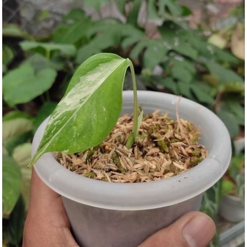 anakan Anakan Monstera Variegata/Monvar Halfmoon