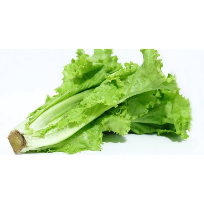 

selada bokor / 500 gram