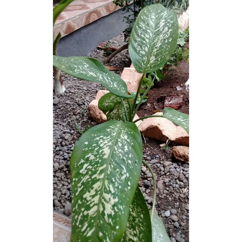 beras kutah/ aglonema/ daun sri rejeki