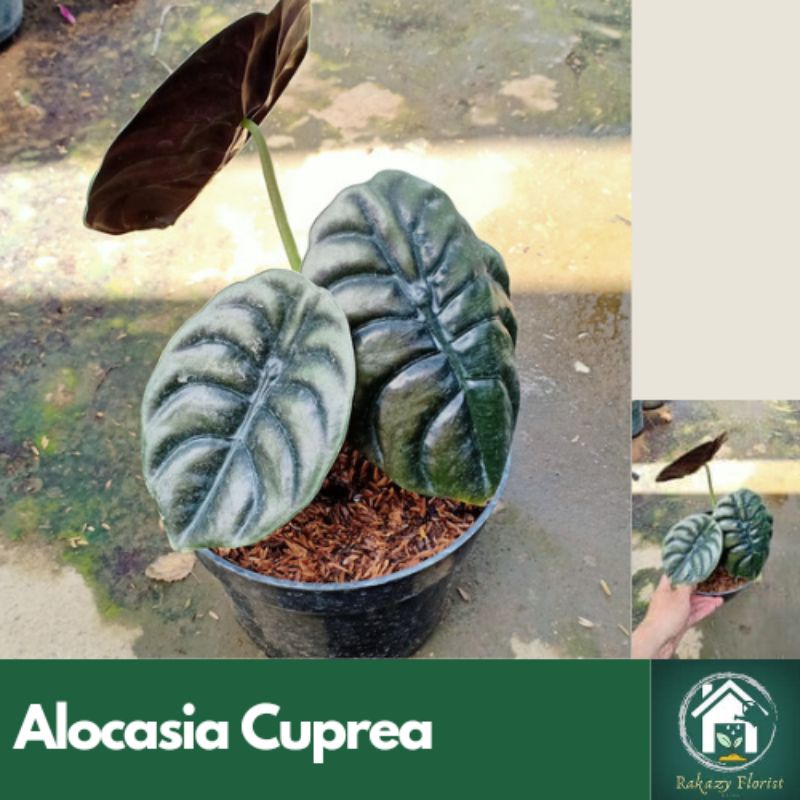 Alocasia Cuprea / Keladi Tengkorak