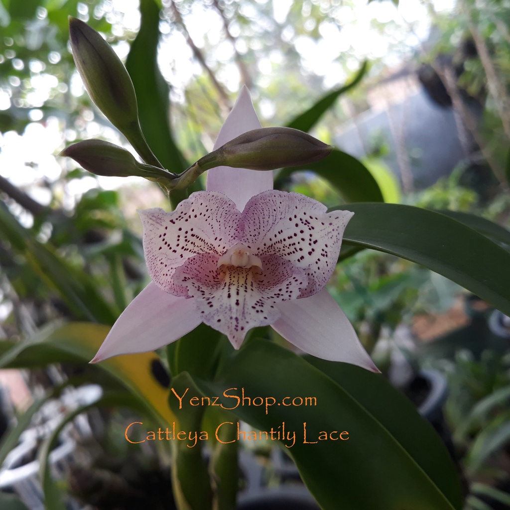 Cattleya Chantily Lace