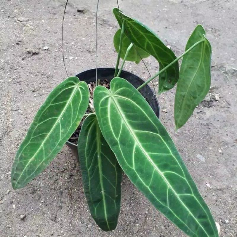 bonggol anthurium lidah gajah