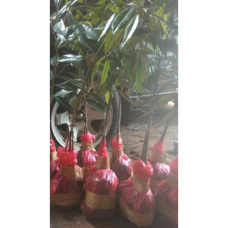 bibit durian musang king kaki 3