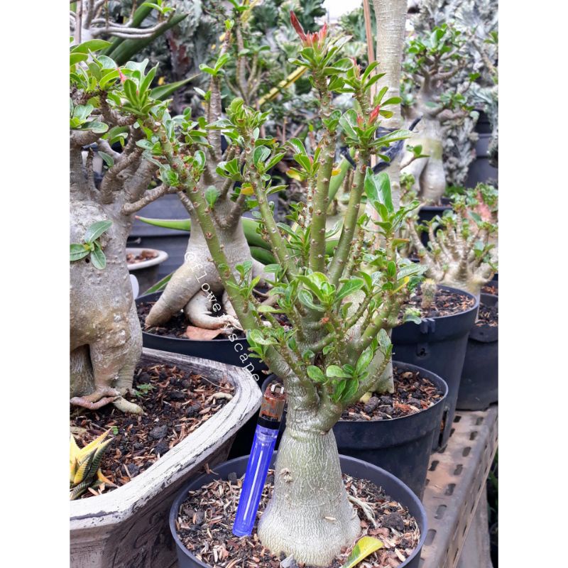 adenium cabser /adenium cabang seribu