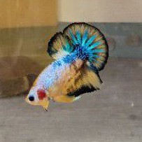 plakat fancy multicolour yellow base