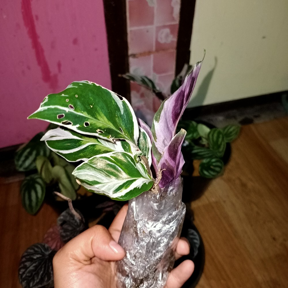 Calathea White Fusion / Tissue