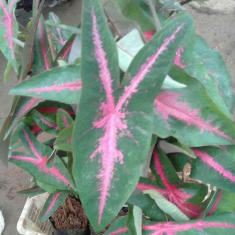 Umbi Keladi Pink Rabbit