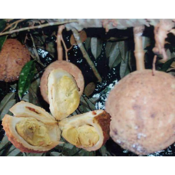 bibit buah durian gundul