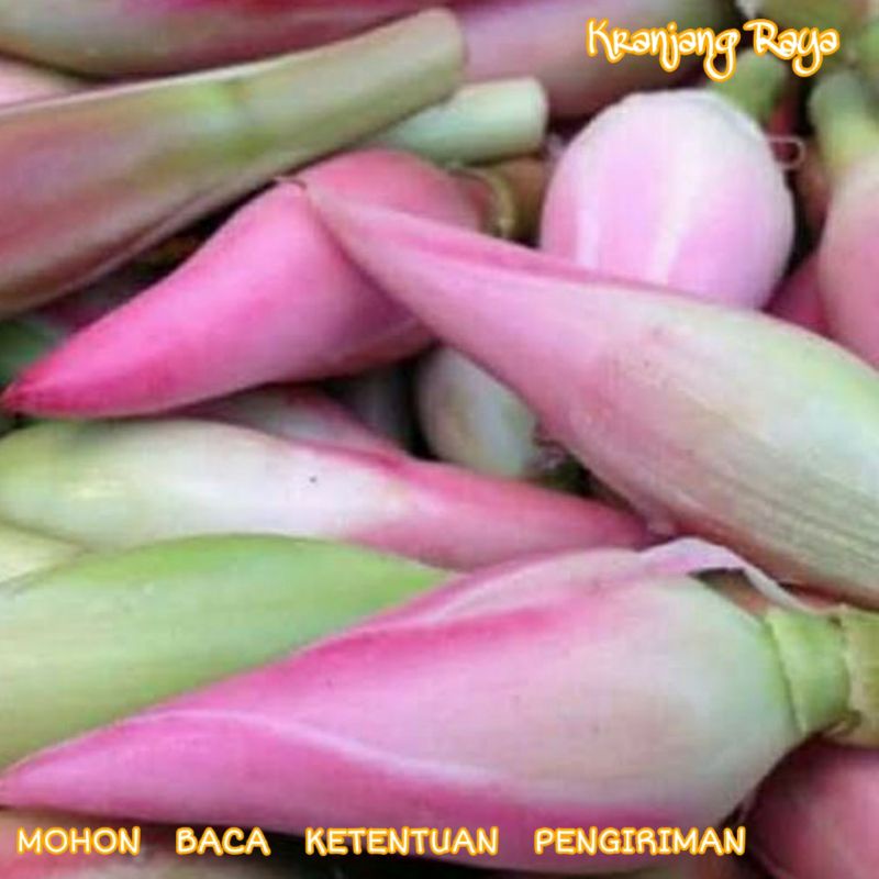 

Kecombrang
