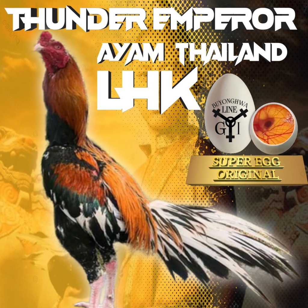 Ayam Bangkok Ekor Lidi asli Thailand LHK thunder emperor telur fertil siap tetas perbutir