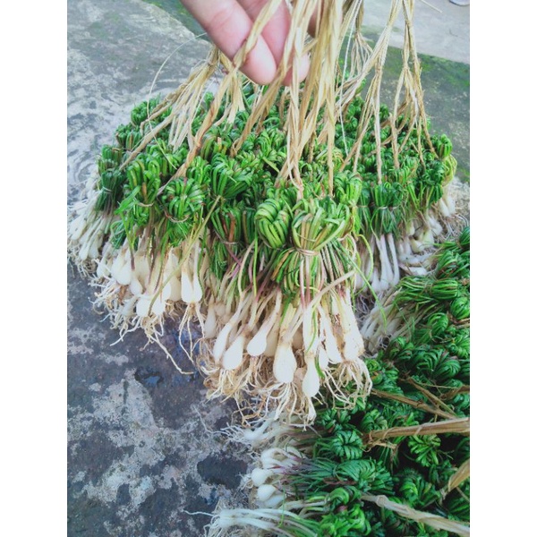 

lengkio/bawang kucai 250gram