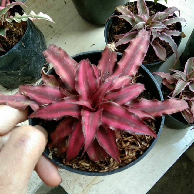 Tanaman cryptanthus merah