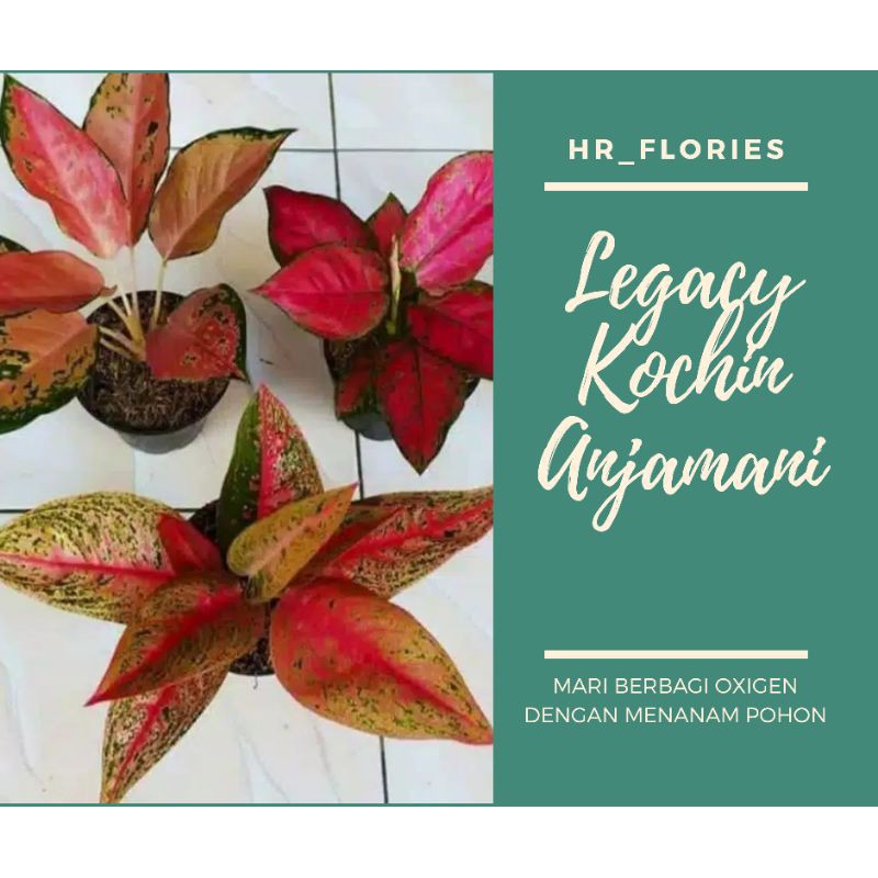 PROMO paket 3 tanaman hias aglonema LEGACY-KOCHIN TEMBAGA-RED ANJAMANI