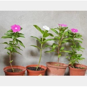 BIBIT TANAMAN BUNGA VINCA