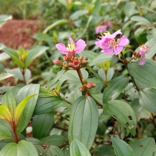 

Daun & Buah Harendong Merah Segar Langsung dari hutan