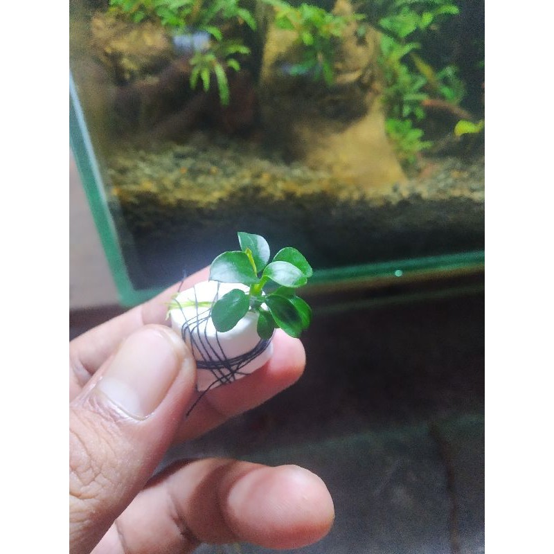 Anubias