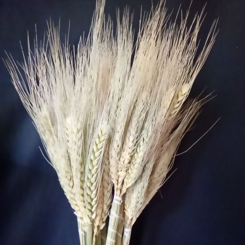 bunga gandum kering/driedflower gandum