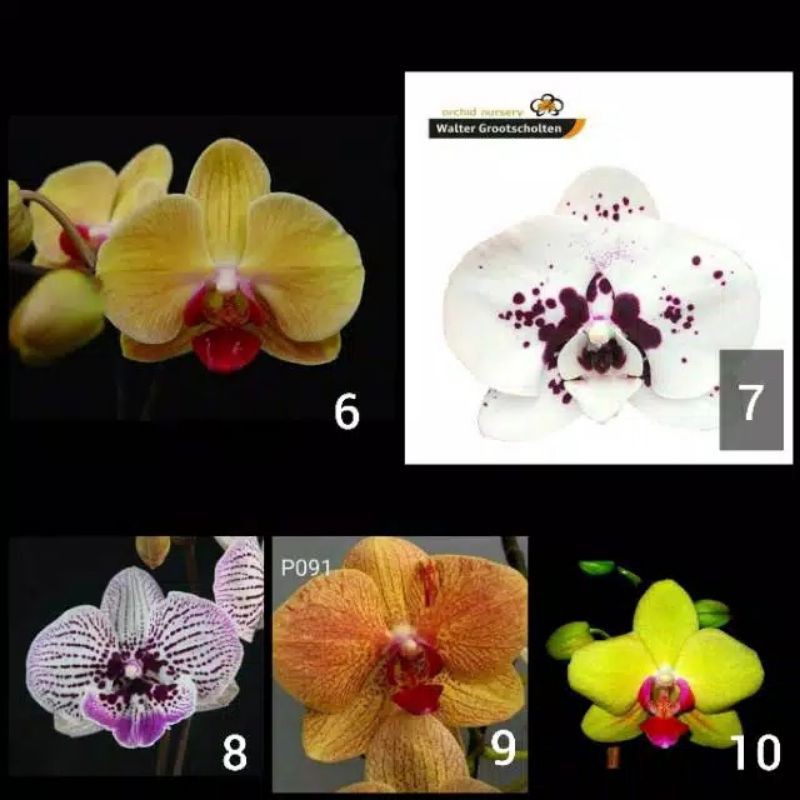 anggrek bulan sidling usia 5