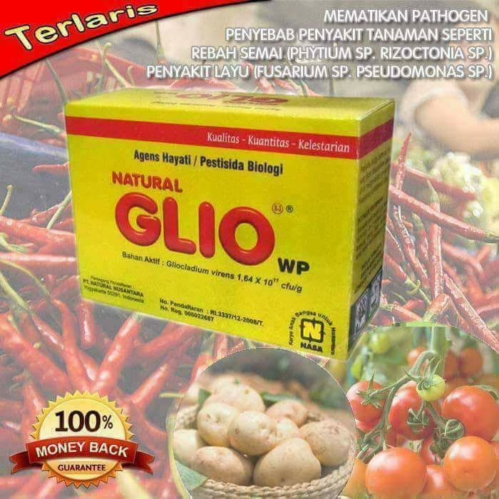 Promo NATURAL GLIO Pengendali Jamur Fusarium Penyebab Layu Tanaman 100 Gram /Fungisida Organik NASA / Obat Jamur Tanaman Hias / Obat Jamur Tanaman Buah / Obat Jamur Tanaman Cabe / Obat Jamur Akar Tanaman / Fusarium /Obat Jamur Akar Putih / Obat Layu