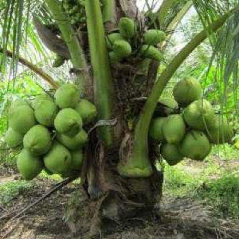 bibit kelapa hibrida benih pohon tanaman buah bisa untuk bonsai taman
