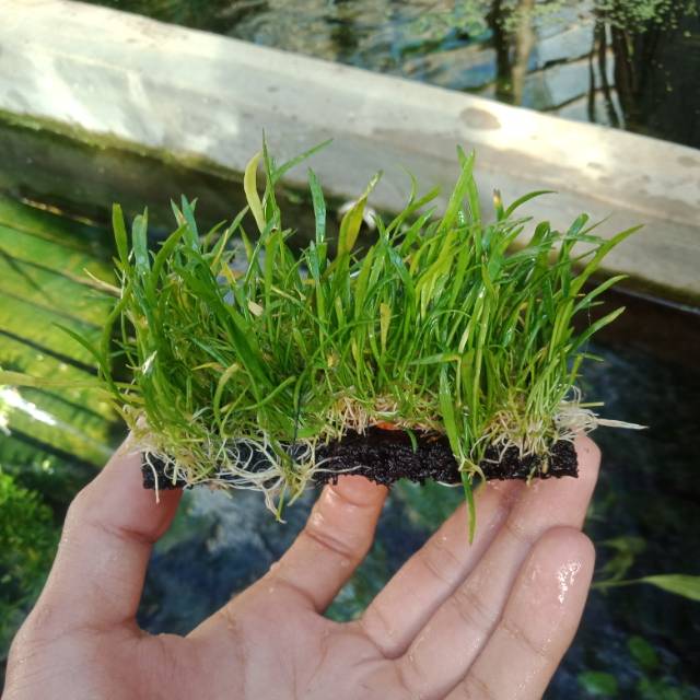 Lilovsis lempeng tanaman karpet aquascape