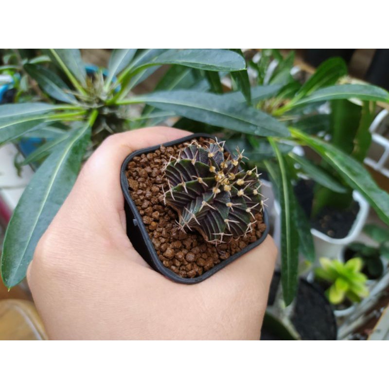 Kaktus LB hybrid