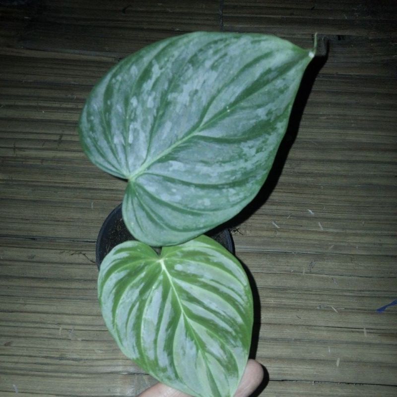 pilodendron majestik