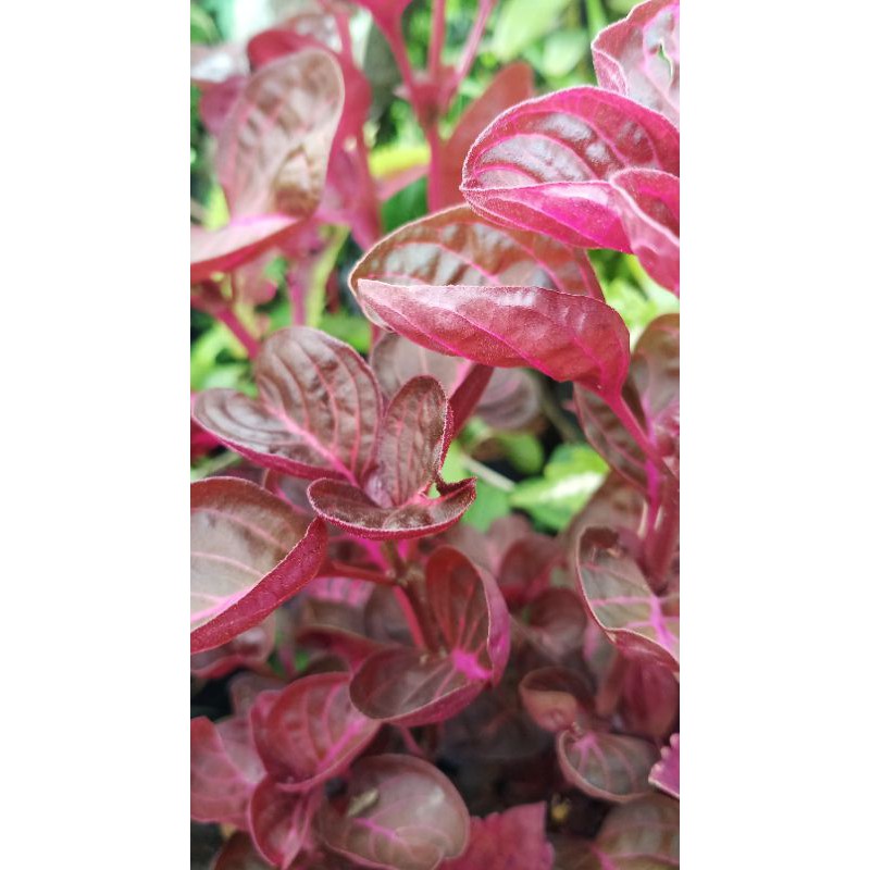 Tanaman Hias Bayam Merah Shopee Indonesia
