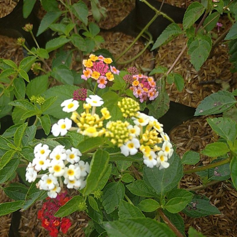 Bunga Lamtana ~ Lantana Camara~ Tai ayam Salira minim order 4 pohon @