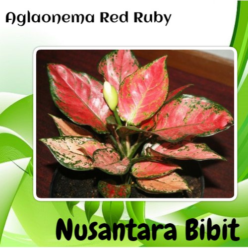 Bibit Tanaman Aglaonema Red Ruby