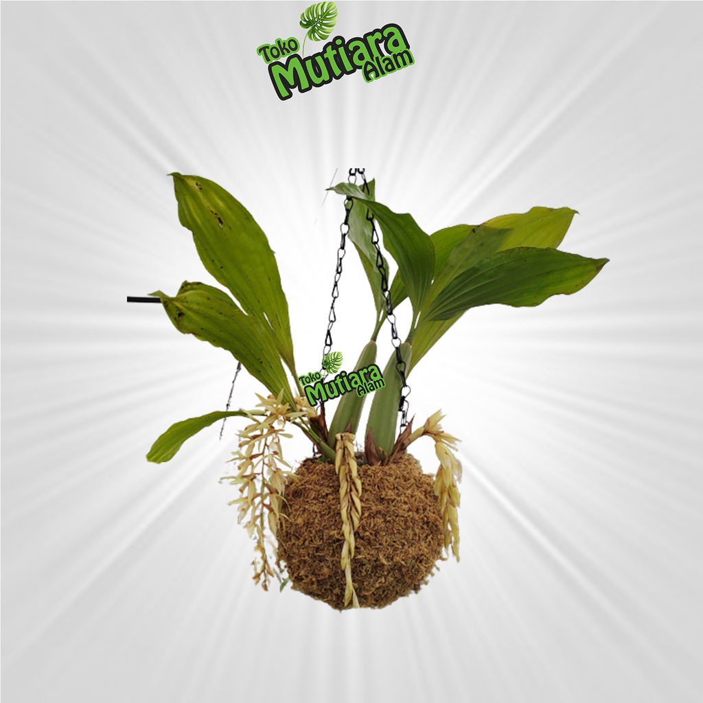 ANGGREK COELOGYNE ROCHUSSENII dewasa mutiara alam