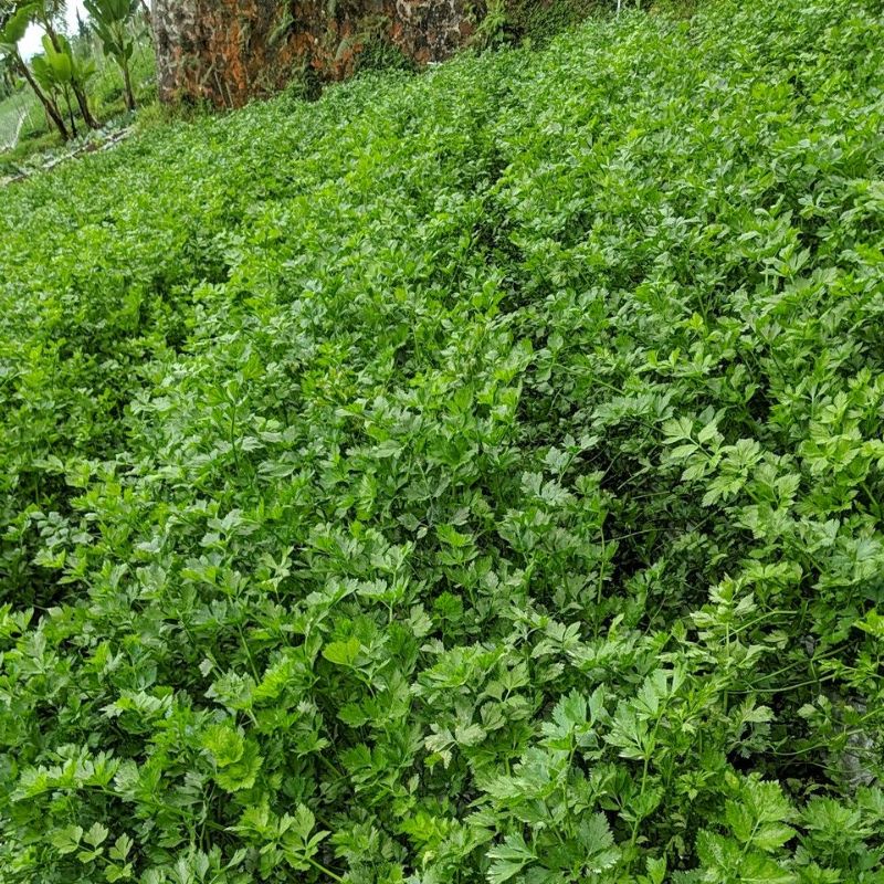 DIARY PETANI - Bibit Tanaman Seledri Hidup Premium Siap Tanam