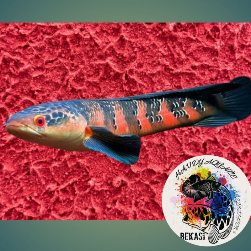 chana maru red sampit 7-8cm