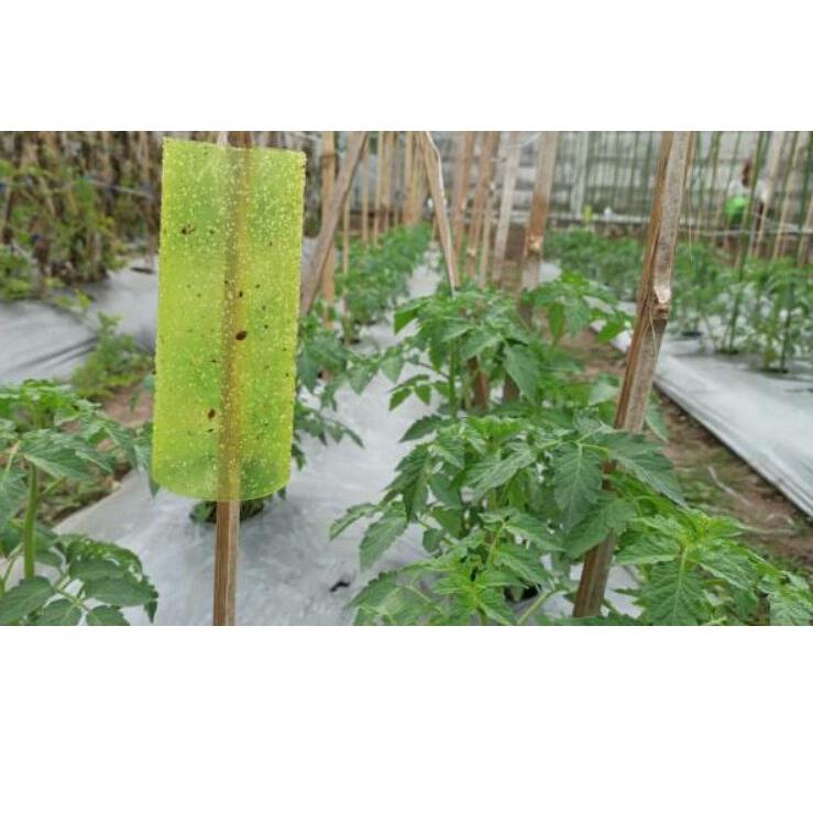 Harga Murah.. spider insect trap